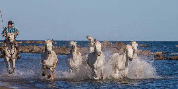 Manada de Caballos Camarga Blanca — Foto de Stock