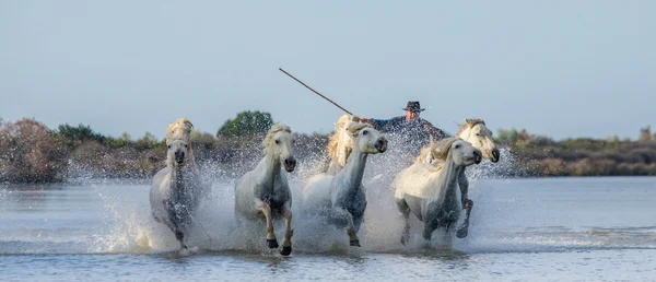 Herde weißer Camargue-Pferde — Stockfoto