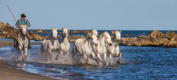 Herd of White Camargue Horses