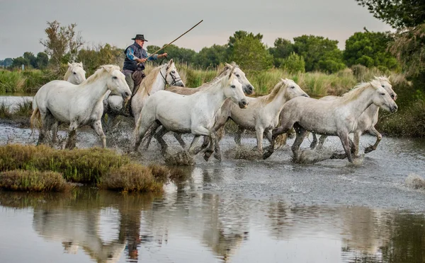 Stádo koní bílých Camargue — Stock fotografie