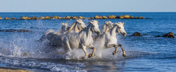 Horses galloping along the sea — Stock Photo, Image