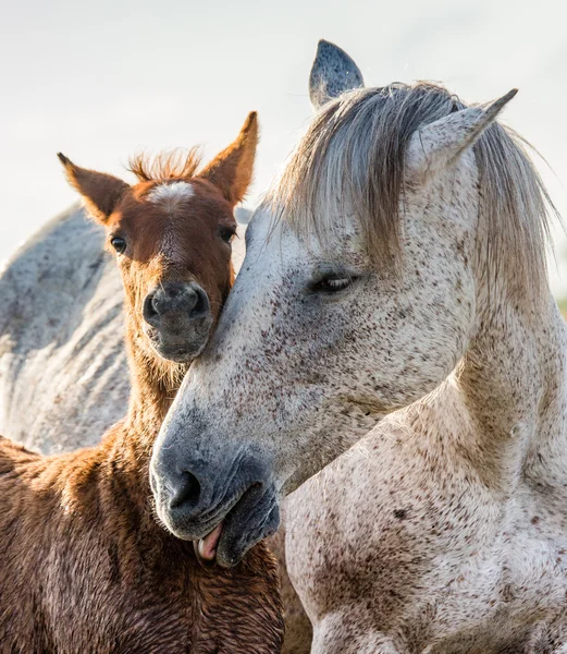 赤ちゃんと母親の白い馬 — ストック写真