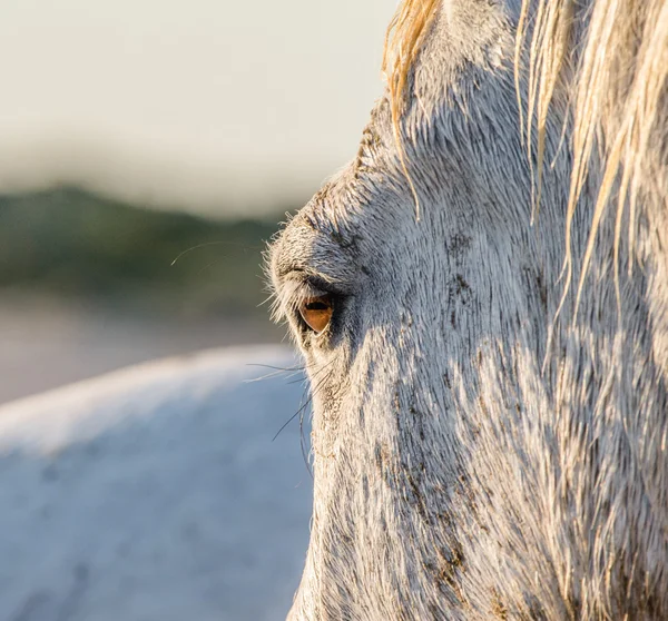 Close up of white horse eye — Stock Photo, Image