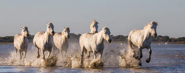 Galloping white horses — Stock Photo, Image