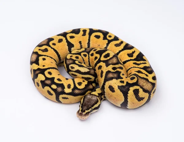 Python змія ізольовані — стокове фото