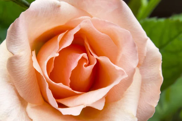 Tee-Rosenblüte — Stockfoto