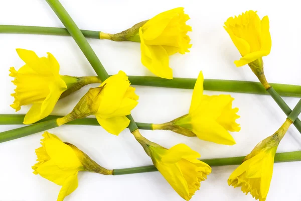 Composição de flores amarelas de narciso — Fotografia de Stock