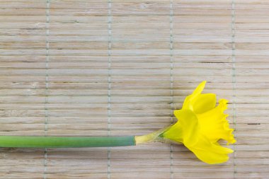 Arka plan ile taze sarı Zerrin