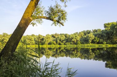 Yaz aylarında orman gölet