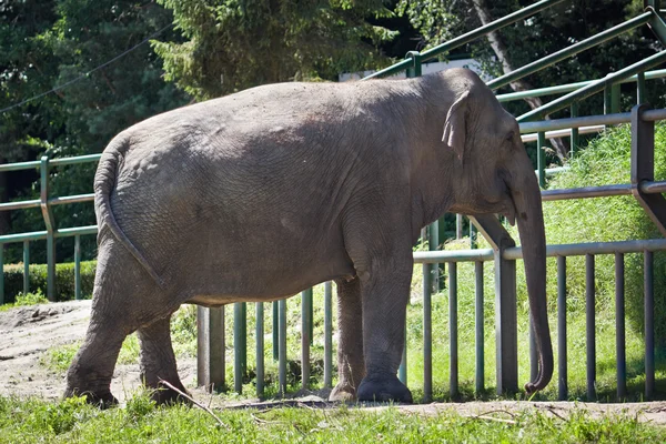 Elefante no zoológico — Fotografia de Stock