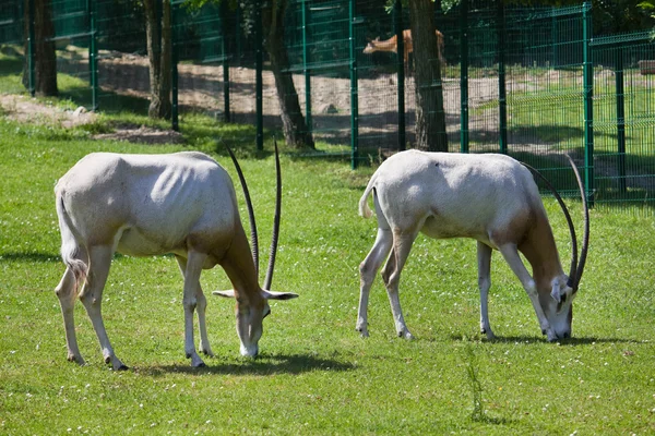 동물원에 두 영양 — 스톡 사진