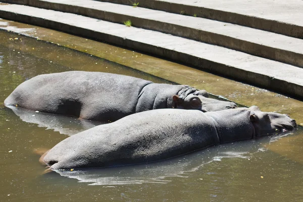 Rust nijlpaarden — Stockfoto