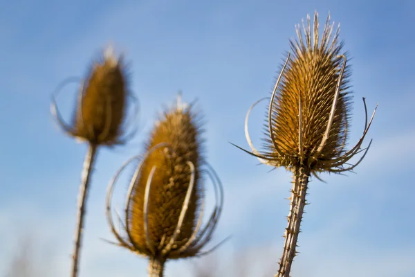 Flores de cardo murchas — Fotografia de Stock