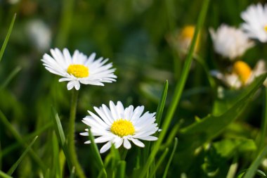 Bir çayır üzerinde yükselen papatyalar
