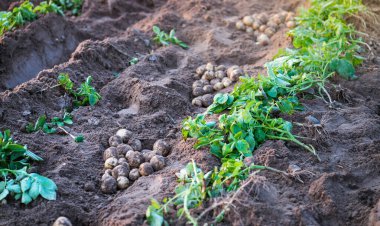 Tarlada taze organik patatesler, topraktan patates hasadı..