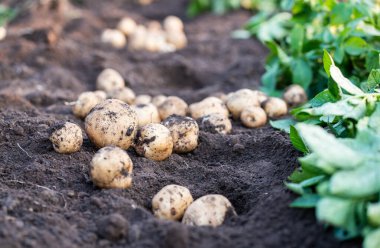 Tarlada taze organik patatesler, topraktan patates hasadı..