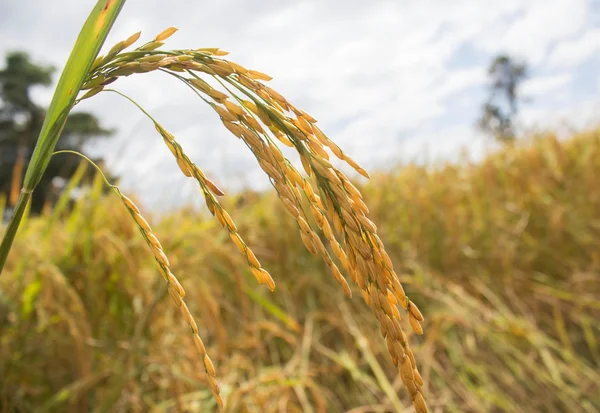 Arroz jazmín . — Foto de Stock