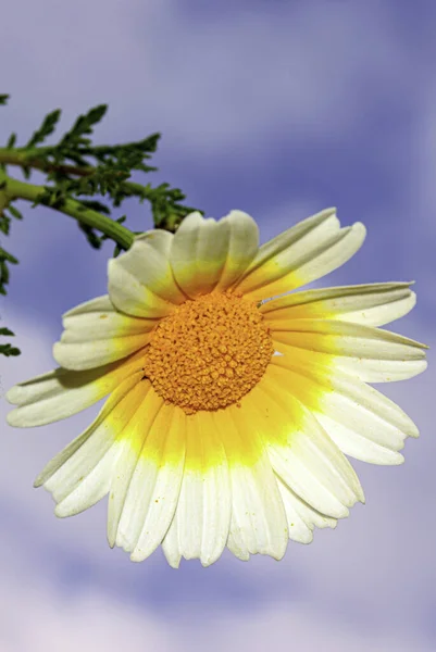 Margarita gökyüzünde