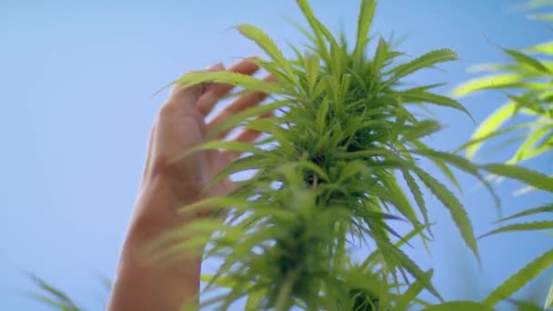 Mani Delicatamente Accarezzare Hemp Femmina Mano Delicatamente Accarezzare Fiore Cannabis — Video Stock