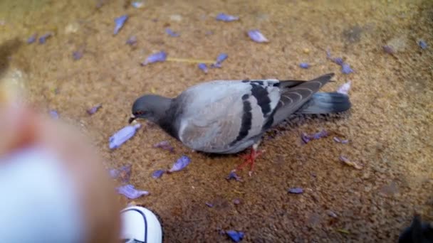 Frau Füttert Tauben Auf Der Straße Taubenscharen Füßen Eines Mannes — Stockvideo