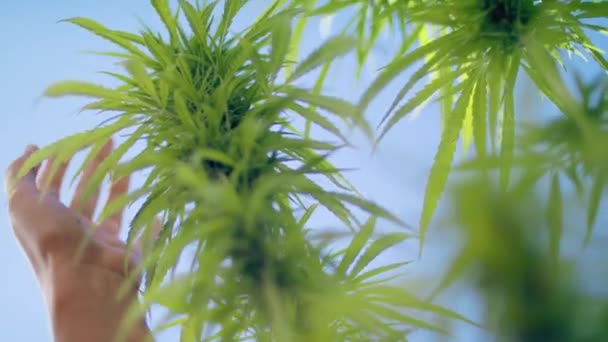 女性的手轻轻地抚摸着大麻花 现代生态护肤和替代疗法的方法 Cbd石油 — 图库视频影像