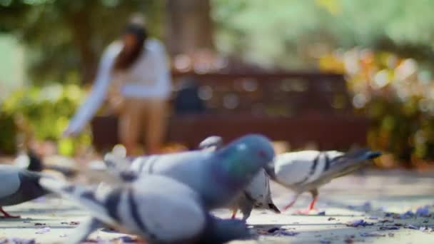市のハトは穀物を選ぶ 鳩の数が多い 公園内の鳩はジャカランダの色を歩く — ストック動画