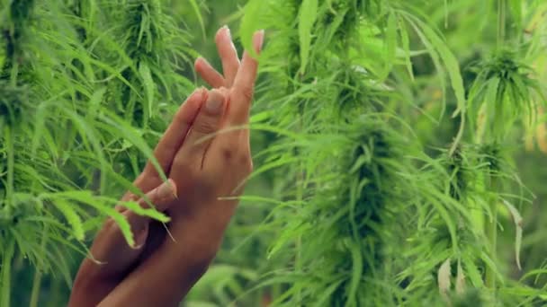 Γυναίκα Χέρι Αγγίζοντας Και Χαϊδεύοντας Πράσινα Φύλλα Φυτών Δέντρο Ganja — Αρχείο Βίντεο
