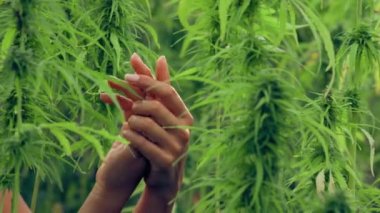 Güzellik, insanlar ve sağlık konsepti. Marihuana üzerine el kremi süren genç bir kadının temiz ve bakımlı elleri. Şehvetli kadın nemlendirici cildi. CBD kenevir tarlası.