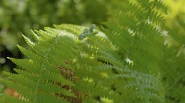 Eğreltiotu yaprağına yakın çekim, güneş ışığında doğa. Eğreltiotu rüzgarda sallanıyor. Yeşil eğreltiotu (Leptosporangiate eğreltiotu).