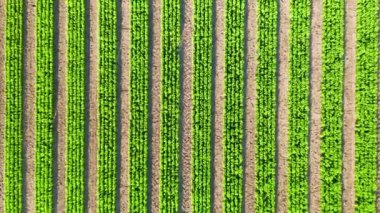 Kozalaklı tarlalar. Doğal çevreye uyum sağlamak için kozalaklı ağaçlar, Avrupa 'da Çam ve Noel ağacı fidanlığı, organik bitkilerle dolu bir tarlada insansız hava aracı..