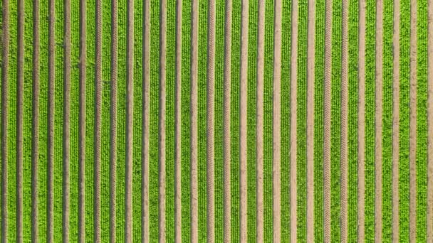 Plantação Coníferas Coníferas Cultivadas Para Integração Ambiente Natural Pinheiro Plantação — Vídeo de Stock