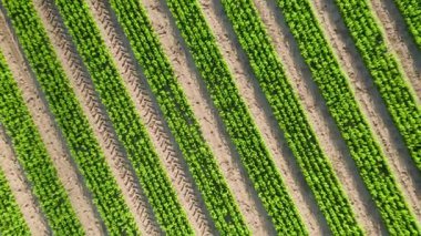 Çam ağacı ormanlarının yeniden ağaçlandırılması genç fidanlarla ve yaşlı ağaçlarla, antenlerle. Genç çam ağacı fidanı. Landes 'te küçük bir çam tarlasının üzerinde uçmak. Tohum ve satış için kozalaklı ağaçlar.. 