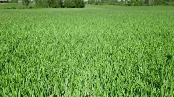 Ripening Ears Meadow Wheat Field Rich Harvest Concept Slow Motion — Stock Video