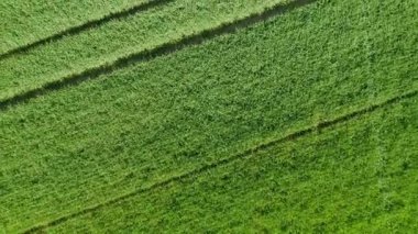 Aerial View of Natural Green Wheat Field. Farmland Sunny day Nature Landscape Agriculture. Yellow Wheat Stalks. Flying Over Beautiful Natural Rye field. Nature Rural Landscape.
