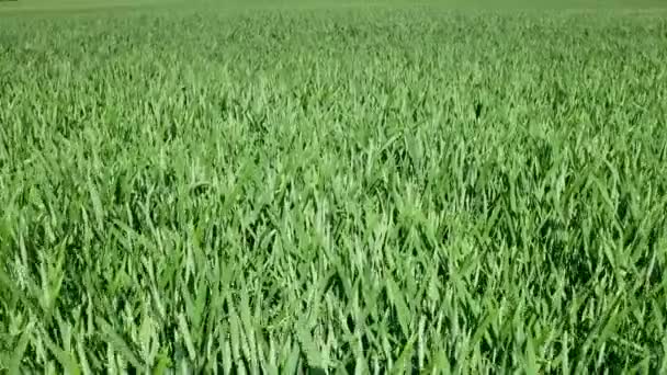 Rye Veld Geraakt Beweging Green Gerst Veld Beweegt Wind Voor — Stockvideo