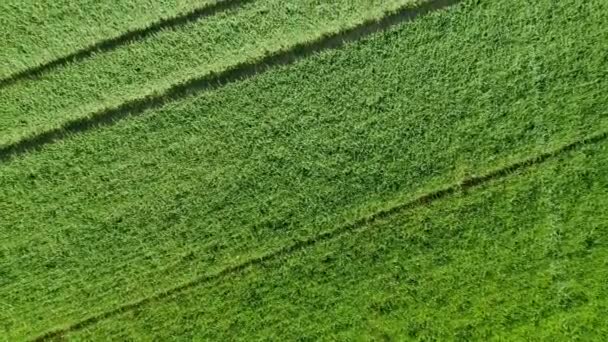 Vedere Aeriană Câmpului Natural Grâu Verde Teren Agricol Însorit Ziua — Videoclip de stoc