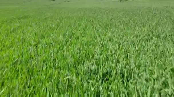Ears Green Wheat Field Lifestyle Wheat Agriculture Harvesting Agribusiness Concept — Stock Video