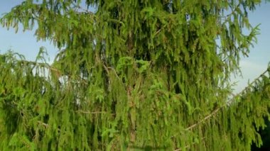 İlaç ve reçel üretimi için kozalaklı kozalaklı kozalaklar. Ormandaki büyük ladin. Temiz ekoloji kavramı.