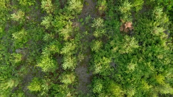 Floresta Selvagem Abandonada Com Más Estradas Madeira Morta Filmagem Aérea — Vídeo de Stock