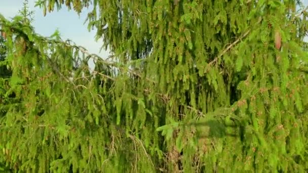 Naaldboom Van Dichtbij Dennenboom Beweegt Onder Zachte Windvlaag Natuurlijk Concept — Stockvideo