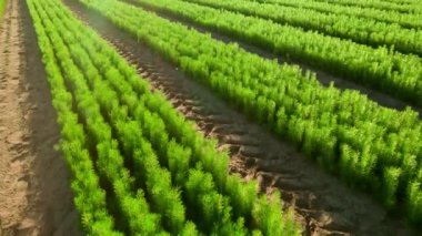 Young Conifers for sale and reforestation. Spruce trees, pines, Christmas trees on an open-air farm. Production of trees for sale. Environmental restoration. spruce, pine and spruce seedlings.