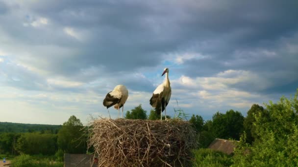 Yuvada Iki Leylek Köydeki Bir Direkte Kuşların Olduğu Bir Yuva — Stok video