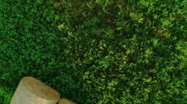 Büyük bir yonca tarlası. Köydeki bir samanlıkta saman yığını. Hayvan yemi için yonca ekimi, organik yetiştirme malzemesi. Köydeki tarlanın üzerinden geçen hava görüntüleri.. 