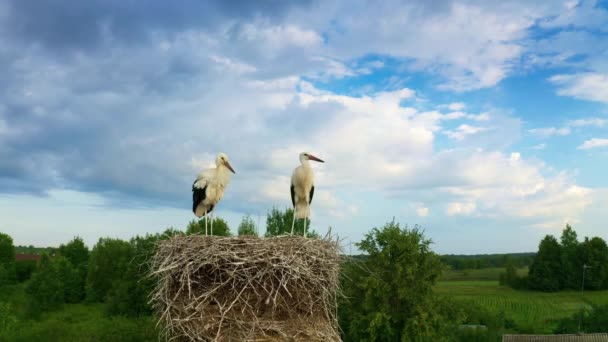 Weißstorch Ciconia Ciconia Vögel Nest Zwei Störche Auf Einem Baum — Stockvideo