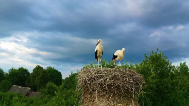 Vögel Lernen Fliegen Ein Weißstorchküken Breitet Seine Flügel Aus Nest — Stockvideo