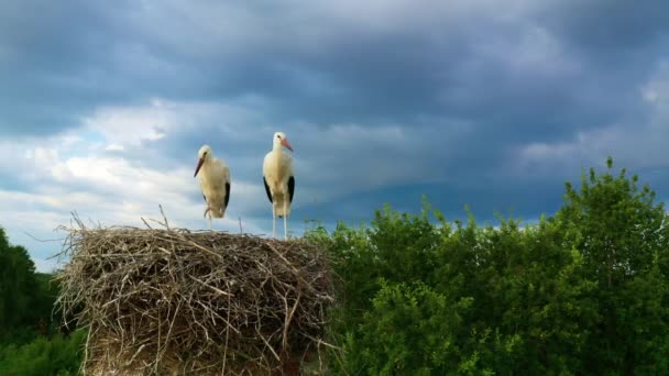 Familia Cigüeña Sienta Nido Pájaros Salvajes Cigüeña Blanca Ciconia Ciconia — Vídeo de stock