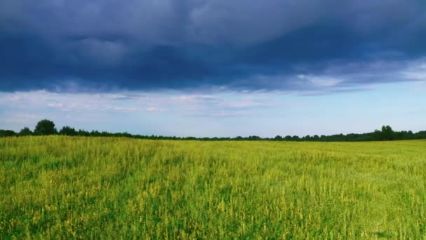 Campo Com Alimentos Salgados Frescos Panorama Produção Ecológica Alfafa Para — Vídeo de Stock