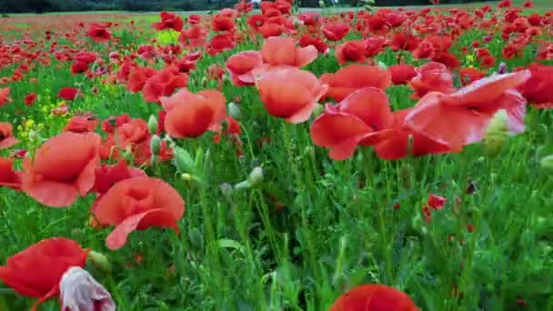 Resa Vallmo Fält Med Röda Blommor Vallmomjölk Opiumproduktion — Stockvideo
