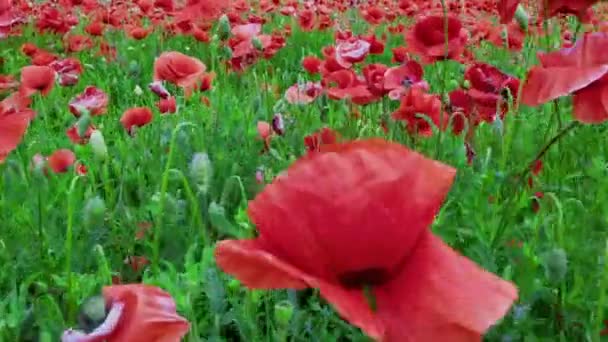 Vuelo Sobre Campo Amapolas Rojas Hermosas Flores Composición Naturaleza Primavera — Vídeo de stock