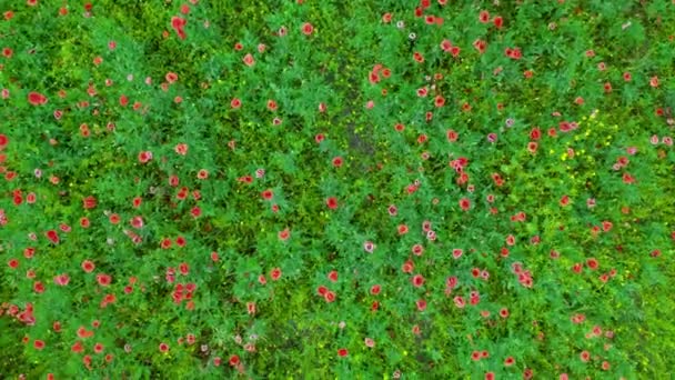 Mohnblumenfeld Rote Natur Tief Über Vorwärtsschieben Kamerabewegungen Nahaufnahme Anbau Von — Stockvideo